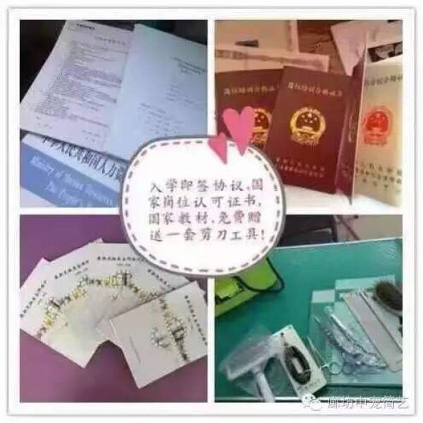 廊坊中宠教育-训练狗狗排泄的方法