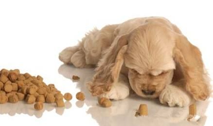 怎样训练狗狗好好用餐