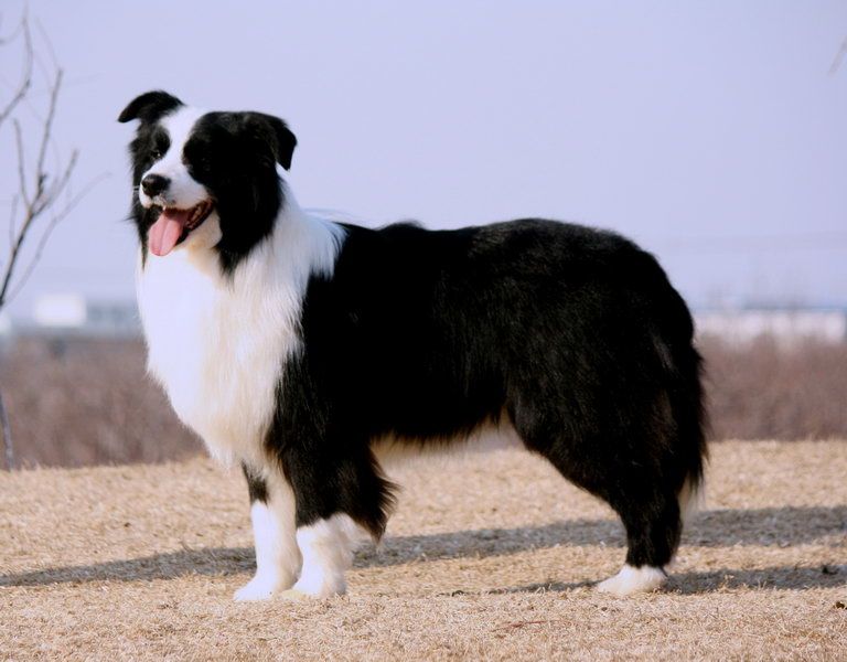 狗狗误食巧克力怎么办?